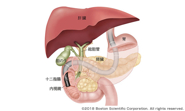 臓器図解